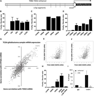 Constitutive Expression of the Immunosuppressive Tryptophan Dioxygenase TDO2 in Glioblastoma Is Driven by the Transcription Factor C/EBPβ